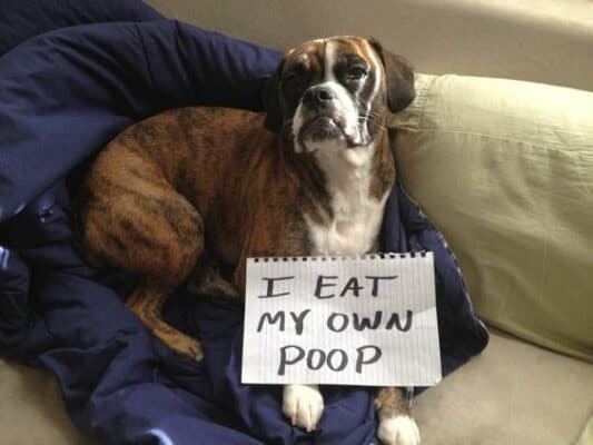 Why is My Dog Eating Poop? Understanding Coprophagia in Dogs