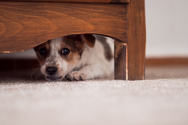 counter-conditioning and desensitization for dog anxiety