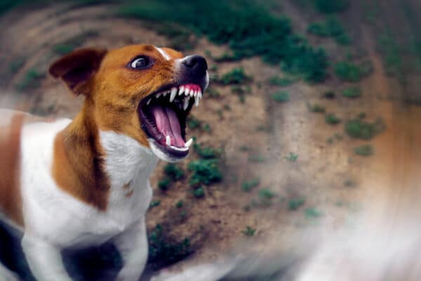 How do you deal with an aggressive dog