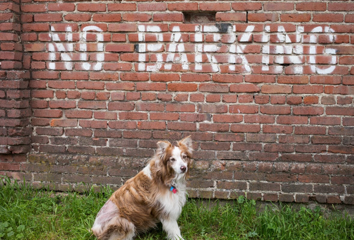 Another Brick in the Wall is all bark, and no bite