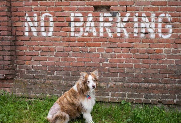 A Dog Behaviorists Treats Dogs with Excessive Barking Problems