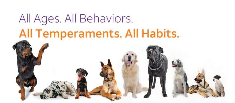 Dog Behaviourist London