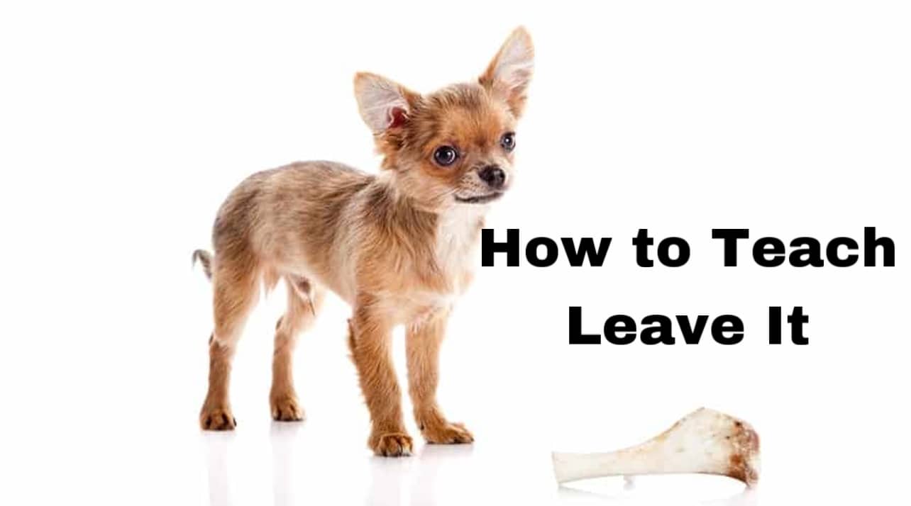 How to teach a dog leave it