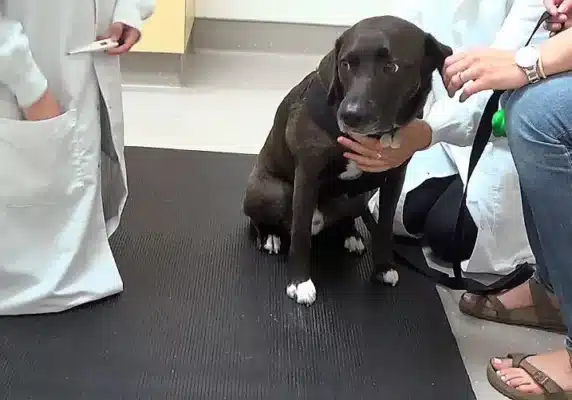 Fear of Veterinary Visits