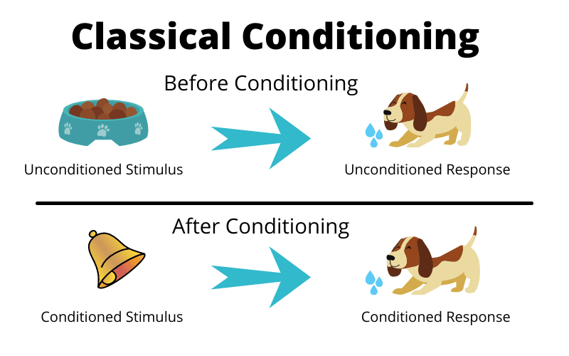 How Dogs Learn by Classical Conditioning