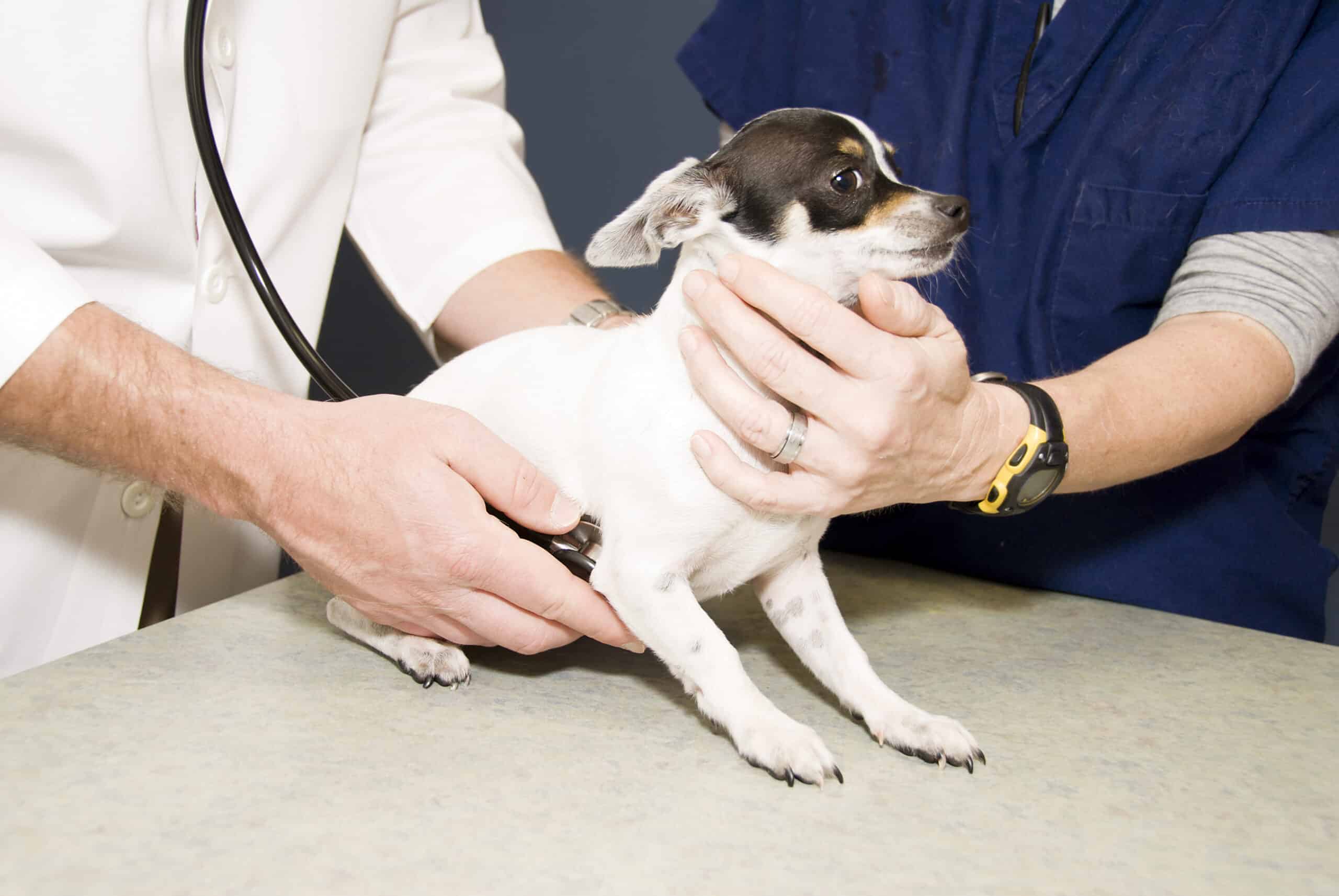 medical-conditions-that-can-affect-your-dog-s-behavior-dog