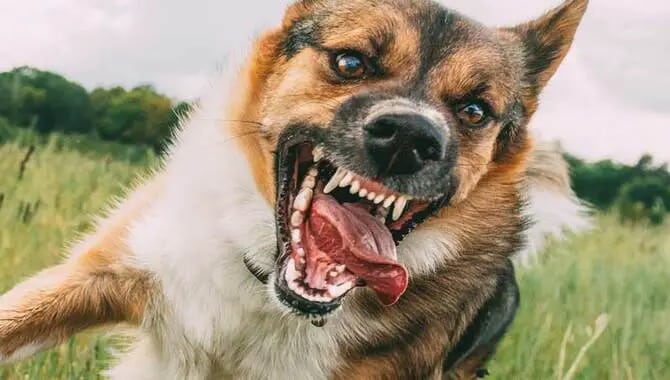 What to Do if Your Dog Becomes Aggressive Towards Family