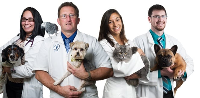 Board Certified Veterinary Behaviorist