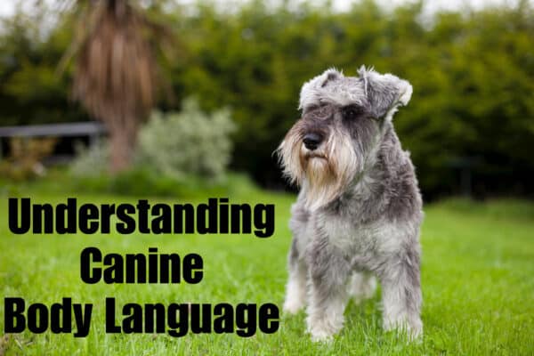 Canine Body Language Signals Guide