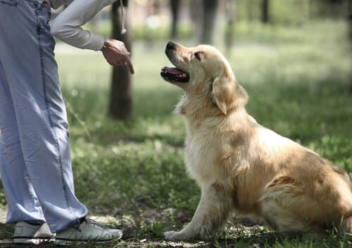 Dog-Trainer-Behaviorist