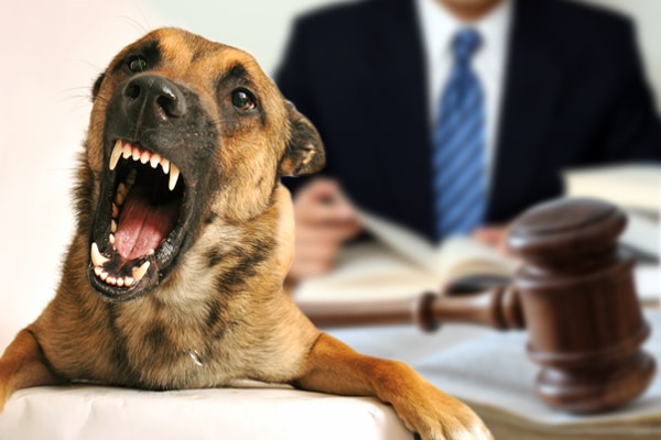 Dog Bite Expert Witness Dog Bite Case Assessments