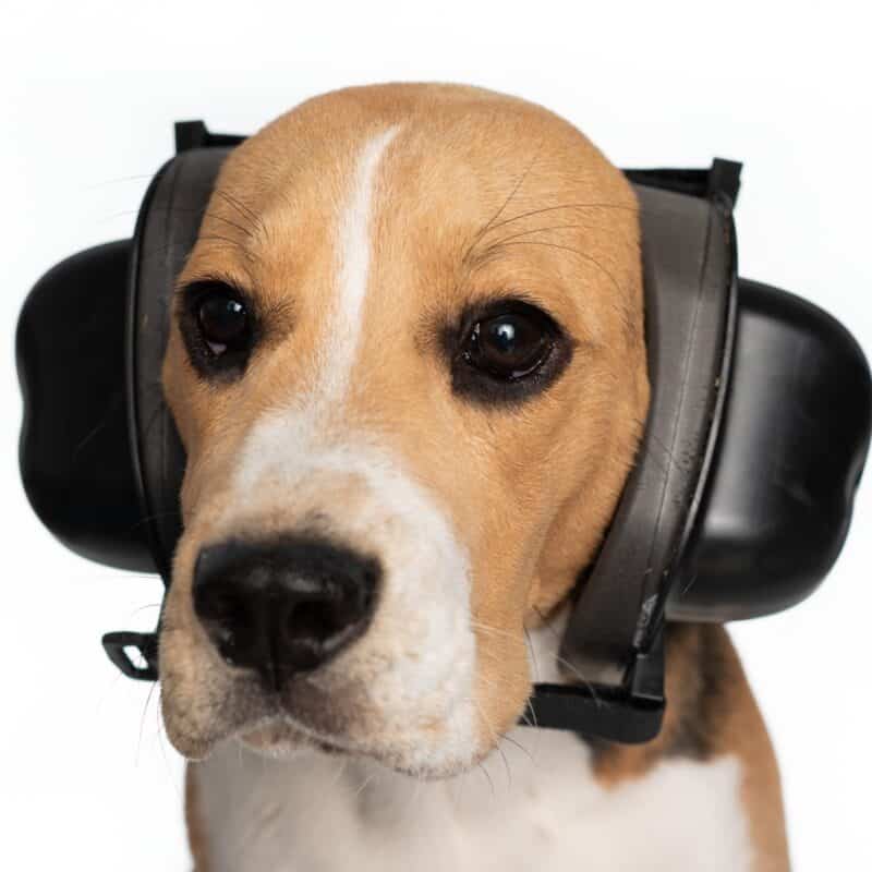 Dog Noise Phobia Sound Sensitivities