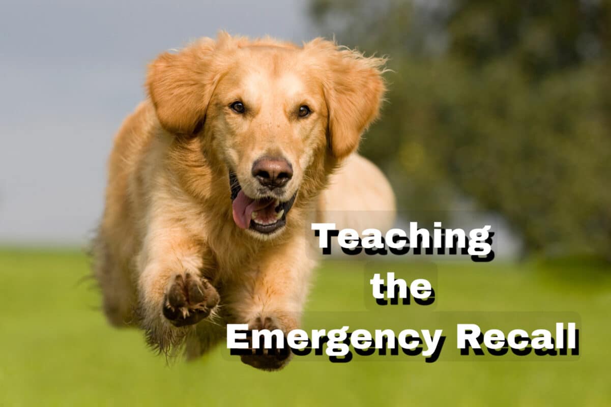 emergency-recall-training