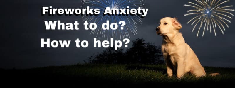 dog-fireworks-anxiety