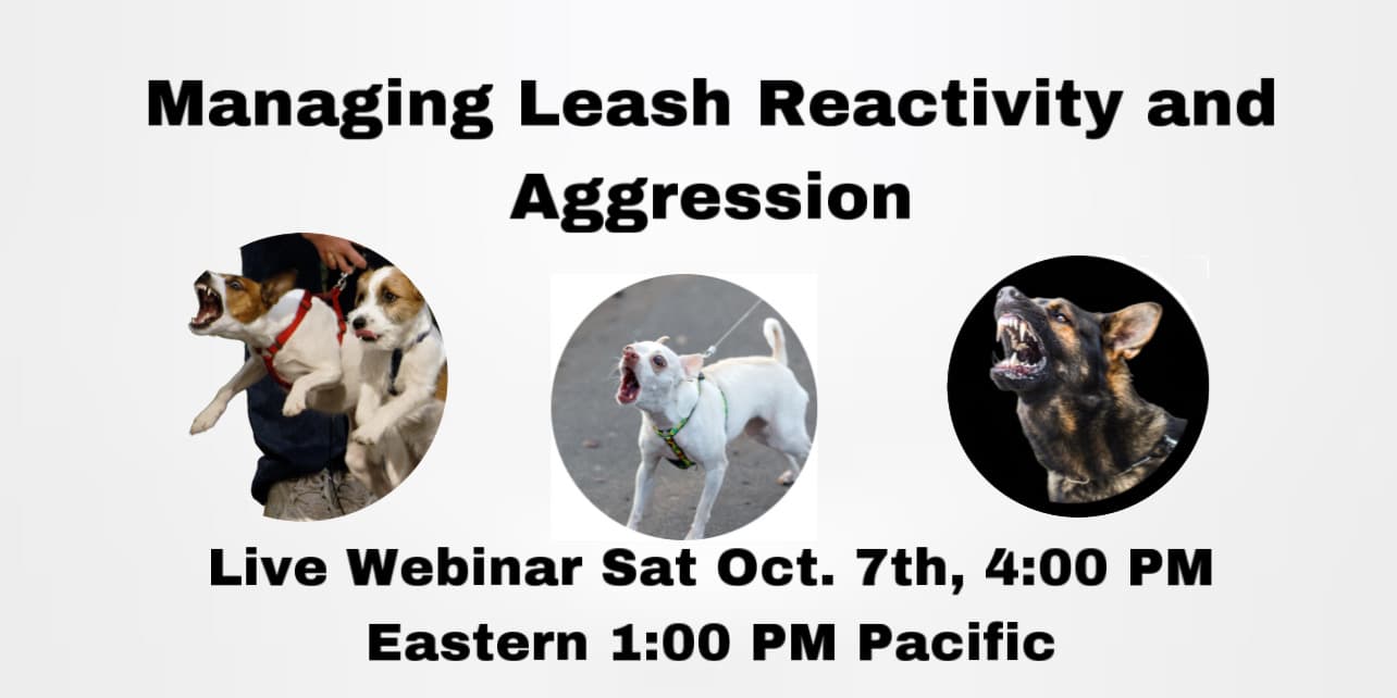 Understanding Leash Reactivity and Aggression