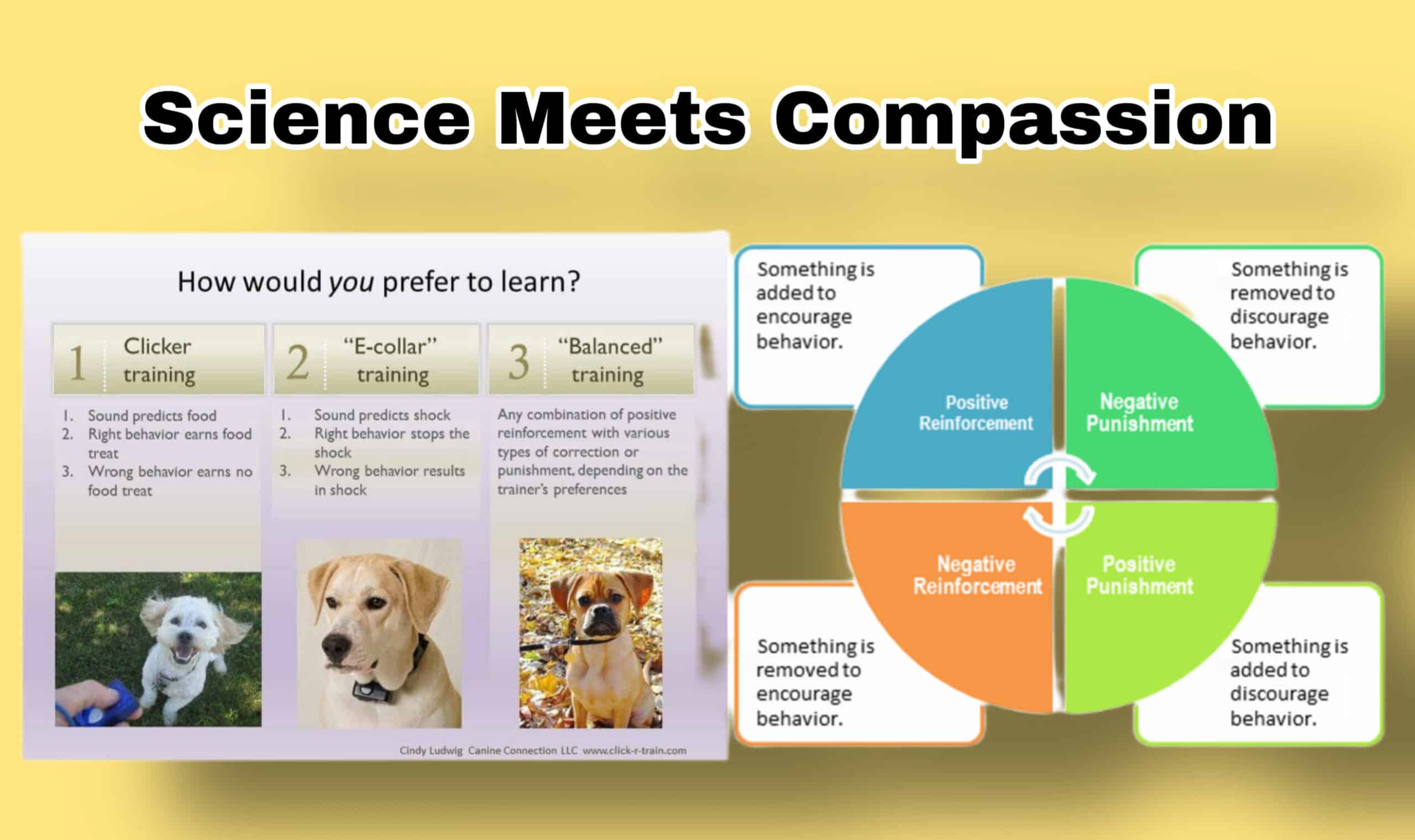 why-positive-reinforcement-is-the-best-method-for-dog-training-science