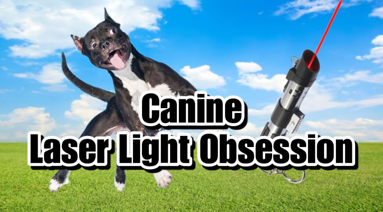 Dog Laser Pointer Obsessive Compulsive Behavior
