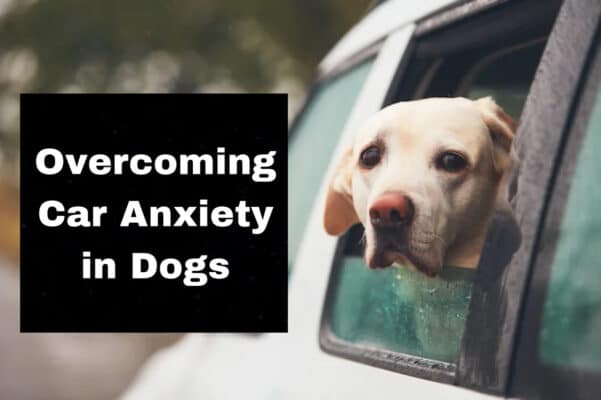 Anxious Dog Riding in the Car