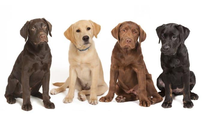 Adult Labrador Retriever sitting next to a yellow Labrador retriever, , followed by another chocolate Labrador, and a black lLab sitting