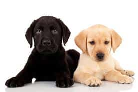 Black Labrador retriever puppy and yellow Labrador retriever puppy laying together