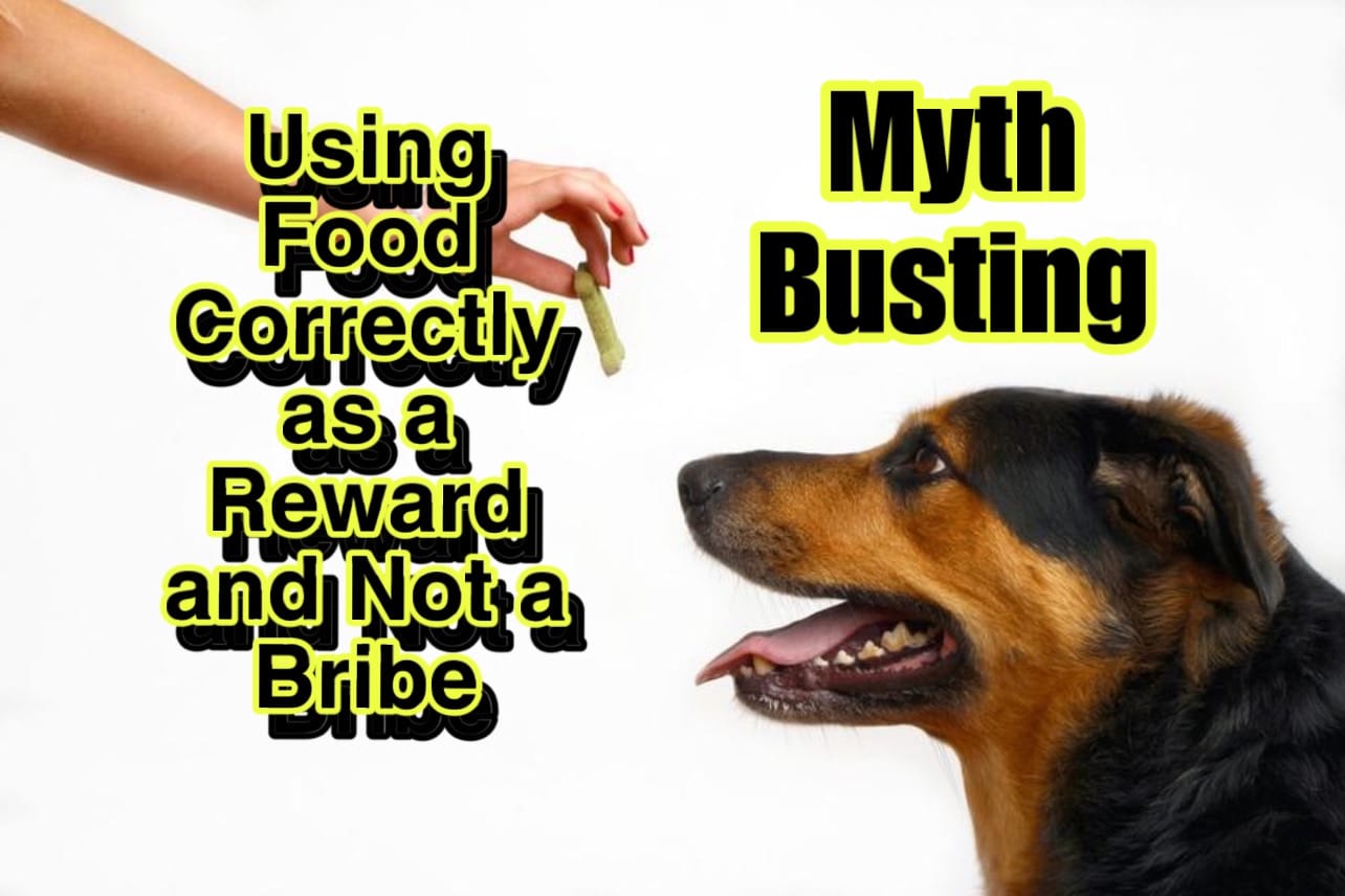 debunking-myths-over-the-use-of-food-in-dog-training-dog-behaviorist