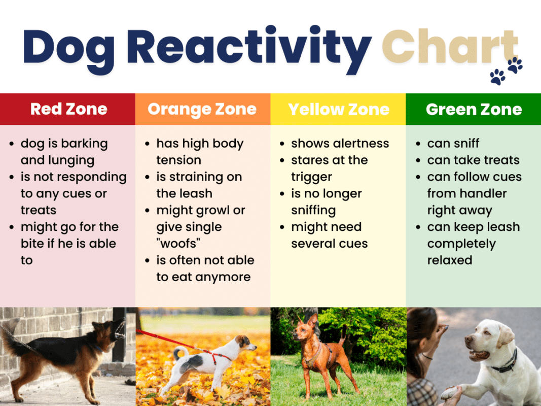 Training_For_Reactive_Dogs