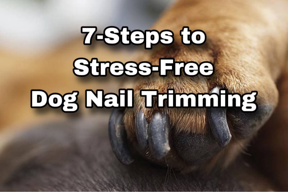 How to train a dog to get their nails trimmed