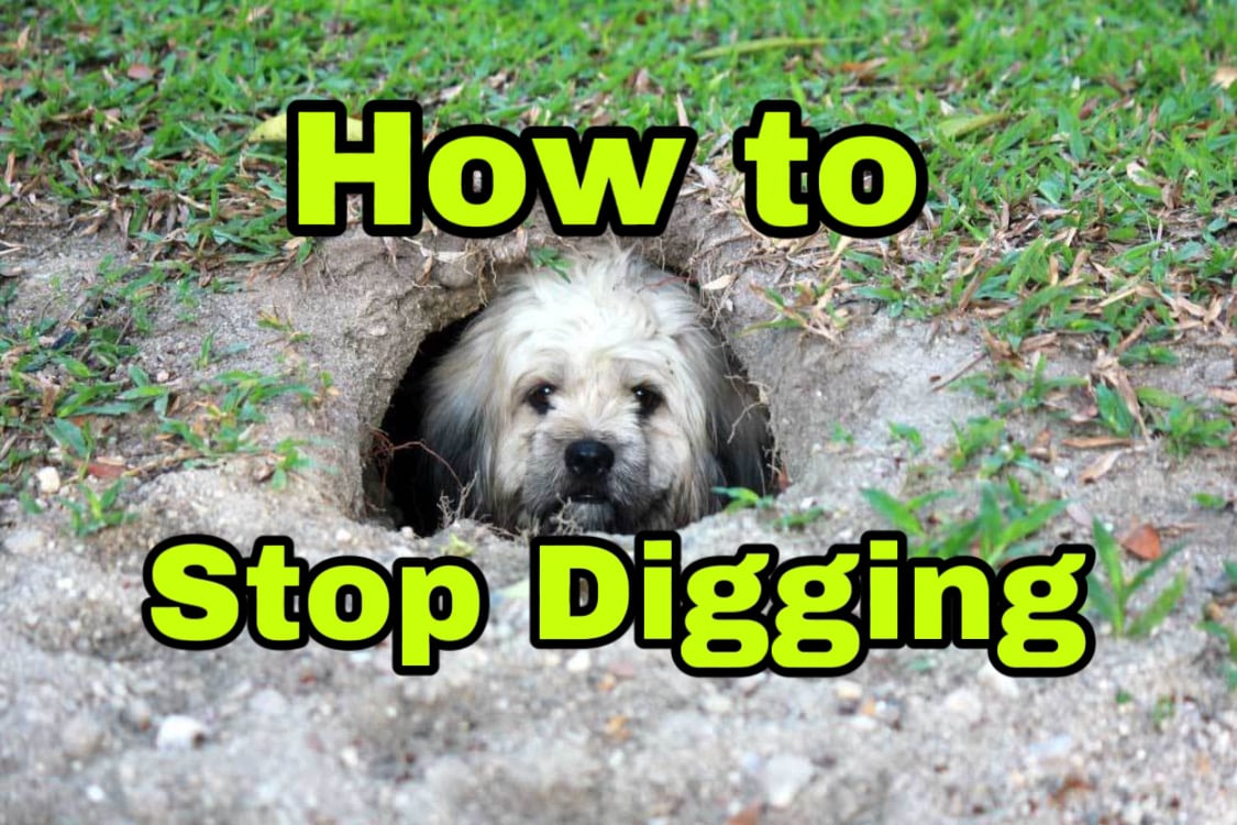 Dog digging in a garden being trained to stop, illustrating effective canine behavior management strategies.