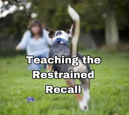 " a restrained recall with a guardian in training session