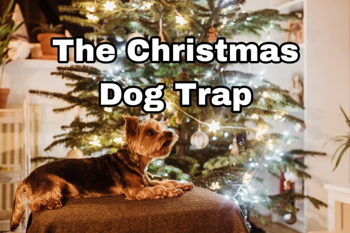 The Christmas Dog Trap