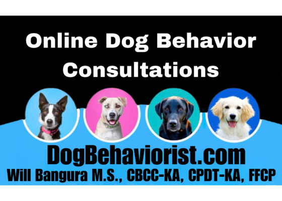Online Dog Behavior Consultations with Will Bangura M.S., СВСС-КА, CPDT-KA, FFCP