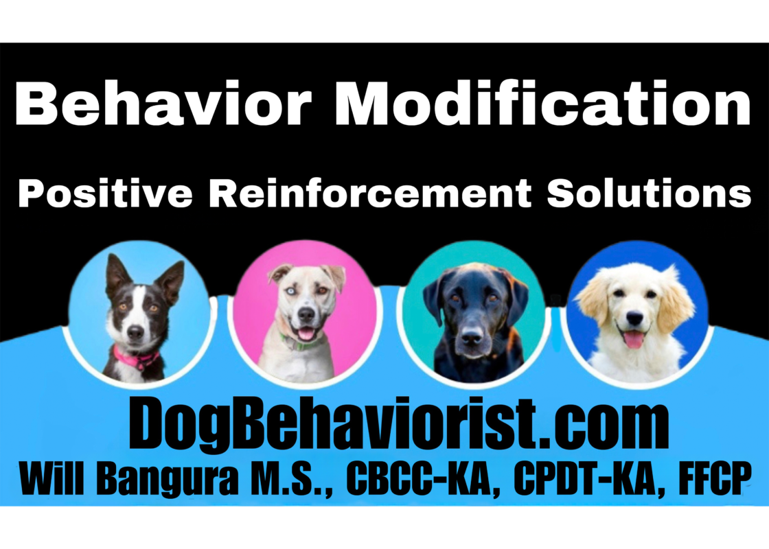 Promotional banner logo for DogBehaviorist.com, featuring Will Bangura, M.S., CDBC, CBCC-KA, CPDT-KA, FFCP, with the tagline 'Behavior Modification Positive Reinforcement Solutions.' Displayed are images of four different breeds of dogs—a Border Collie, a Pitbull, a Black Labrador, and a Golden Retriever—set against a vibrant blue background, indicating a professional and approachable service for pet guardians seeking behavior solutions for their dogs.