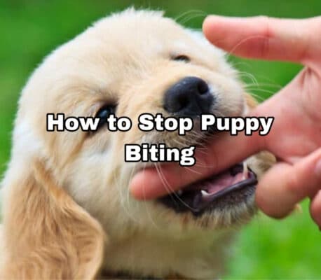 A young golden retriever puppy gently biting a human's finger.