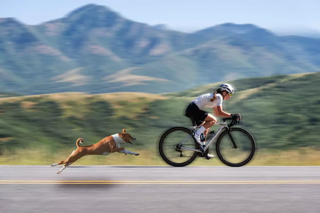 Dog Chasing Bicycle