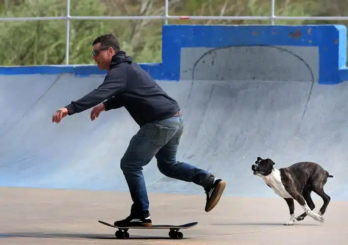 Dog Chasing Skateboard