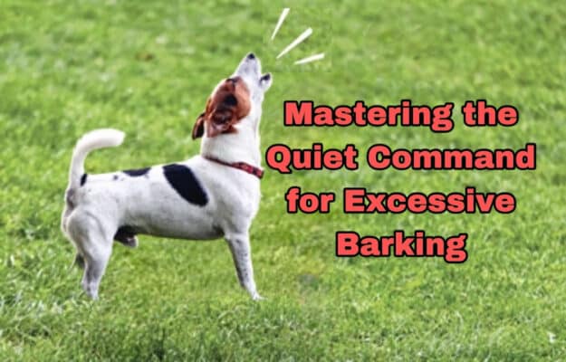 Dog practicing the quiet command on grass to reduce excessive barking