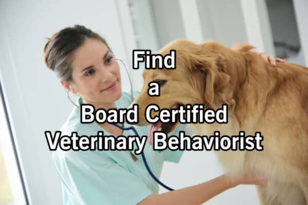 Board-Certified-Veterinay-Behaviorist
