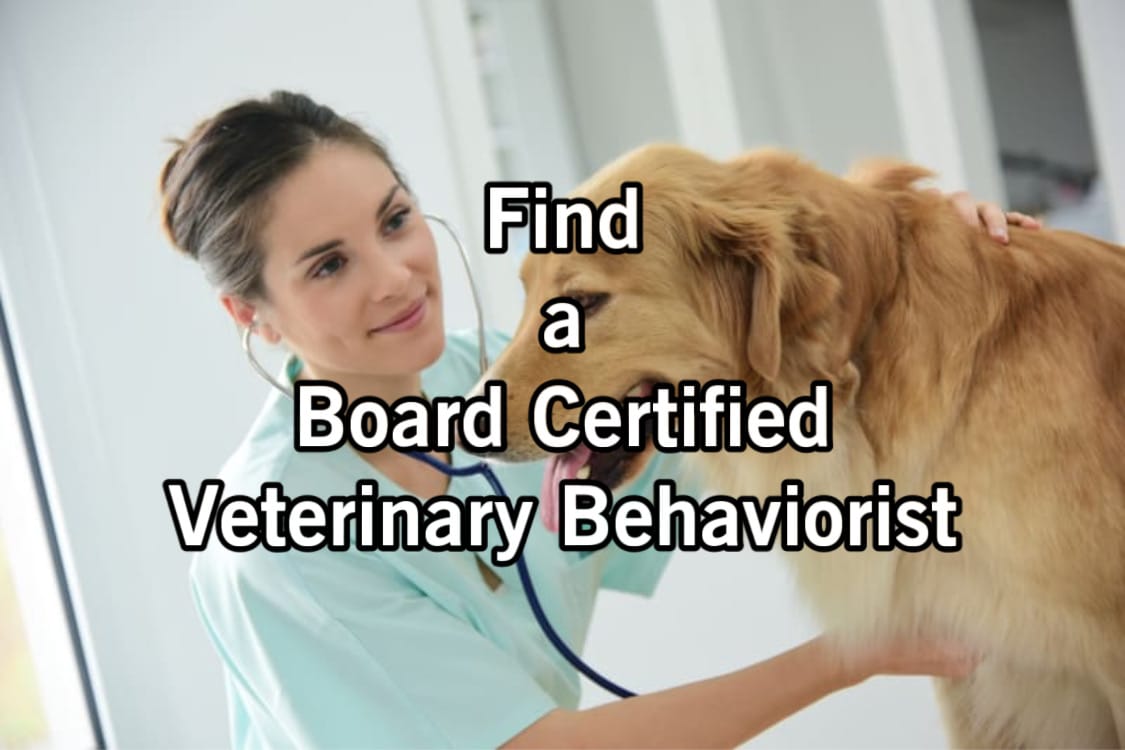 Board certified clearance veterinary behaviorist