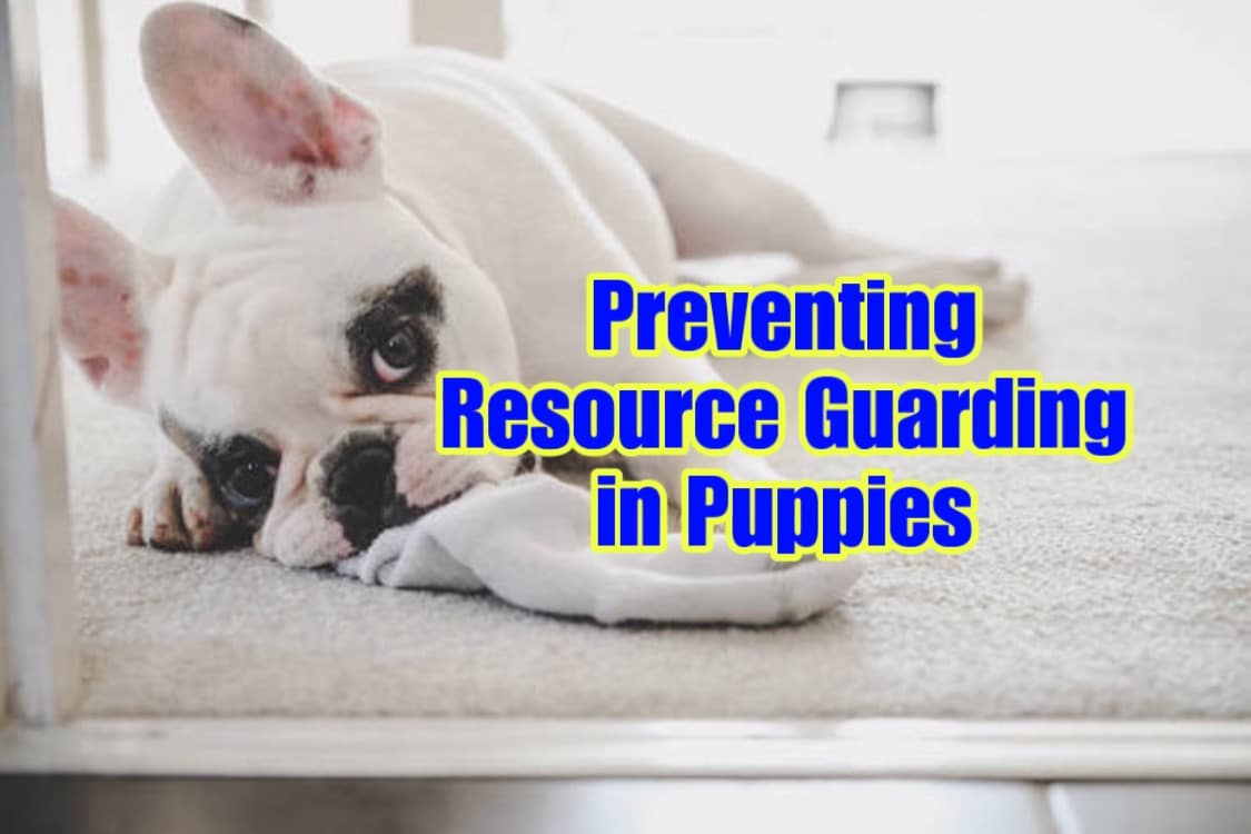 preventing resource guarding in puppies training guide