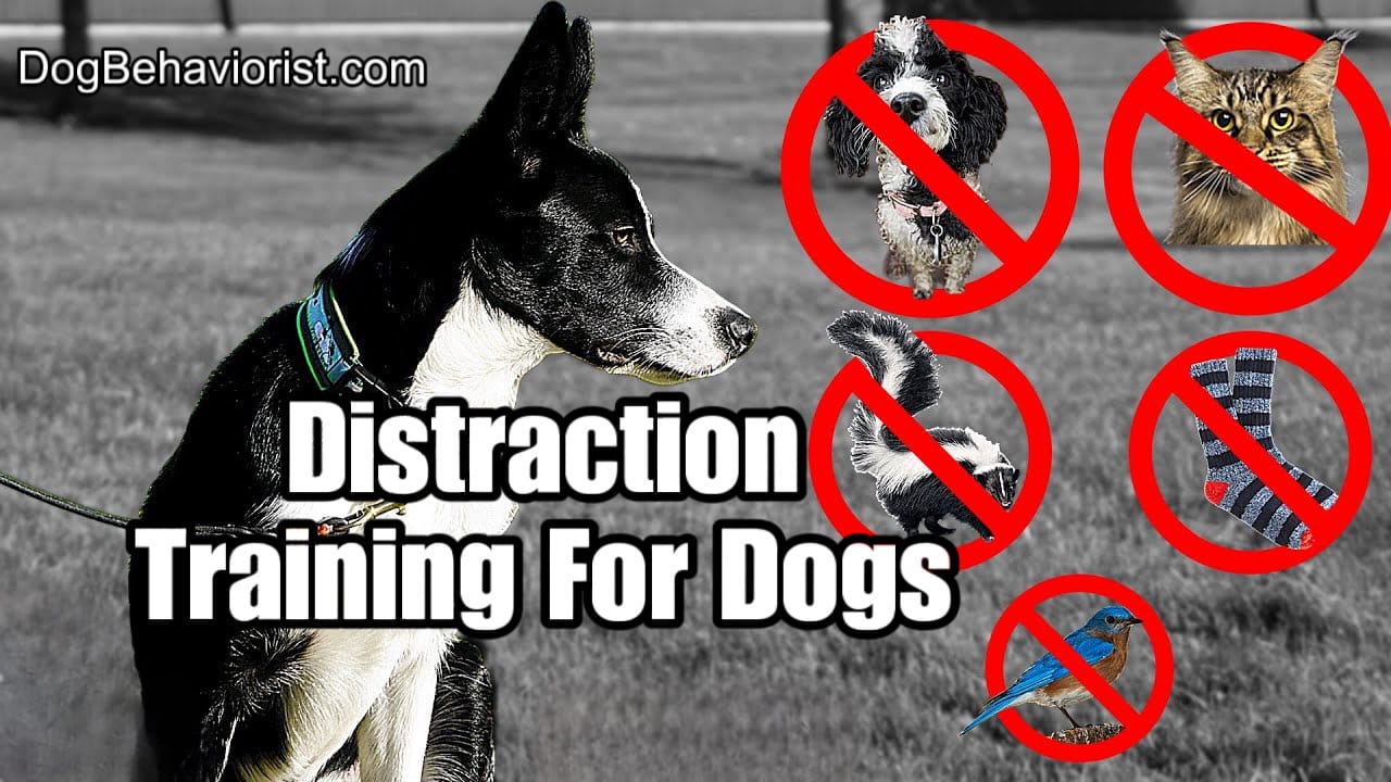 Distraction Training for Dogs with Dog Behaviorist Will Bangura from DogBehaviorist.com