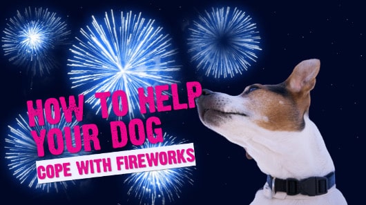 A dog looking anxious with fireworks exploding in the night sky behind.
