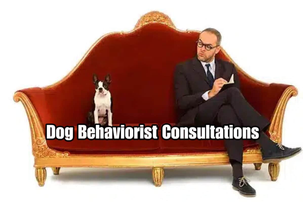 Dog Behaviourist Consultations in Auckland, NZ - Professional Support for Canine Behaviour Issues.