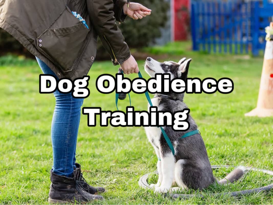 Dog Obedience Training in Auckland NZ - Professional Training for a Well-Behaved Dog.