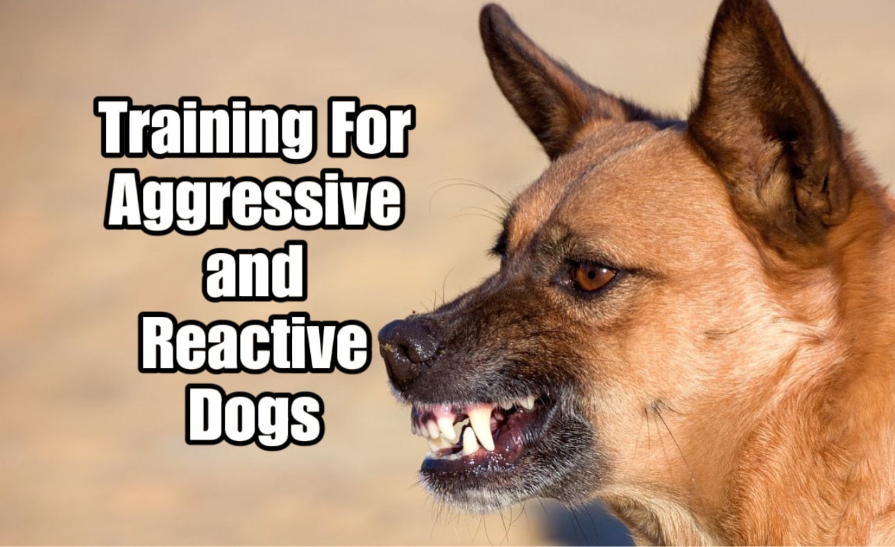 Dog Aggression Training in Auckland NZ - Specialized Support for Aggressive and Reactive Dogs.