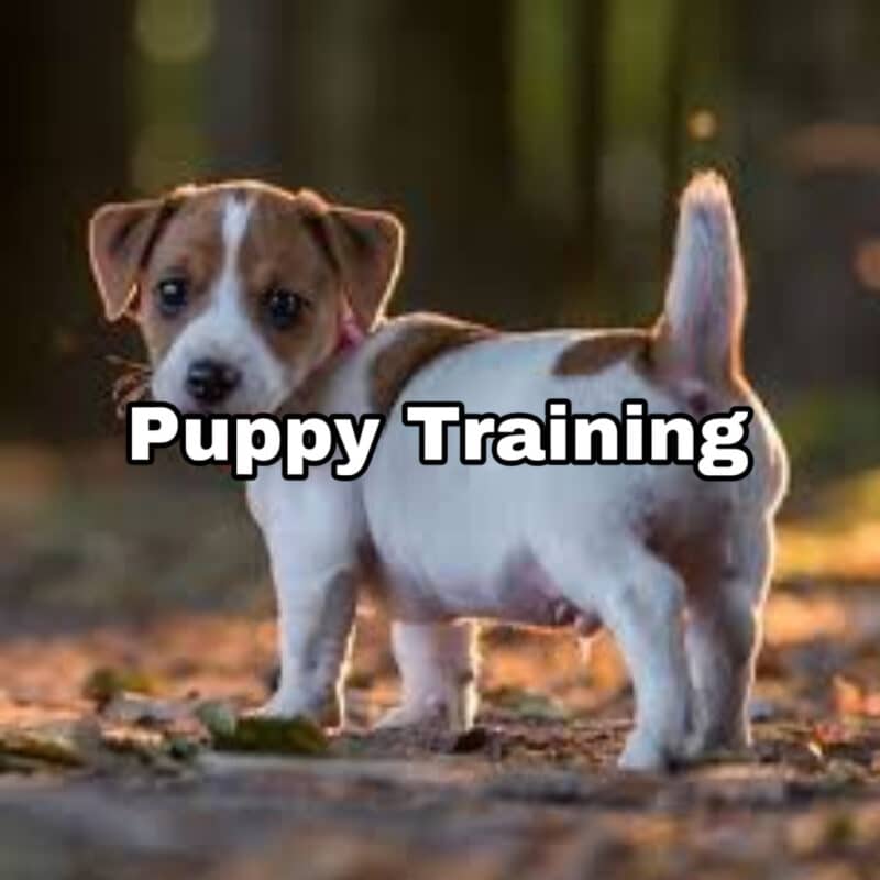 Puppy Training in Auckland NZ - Building a Foundation for Well-Behaved Puppies.